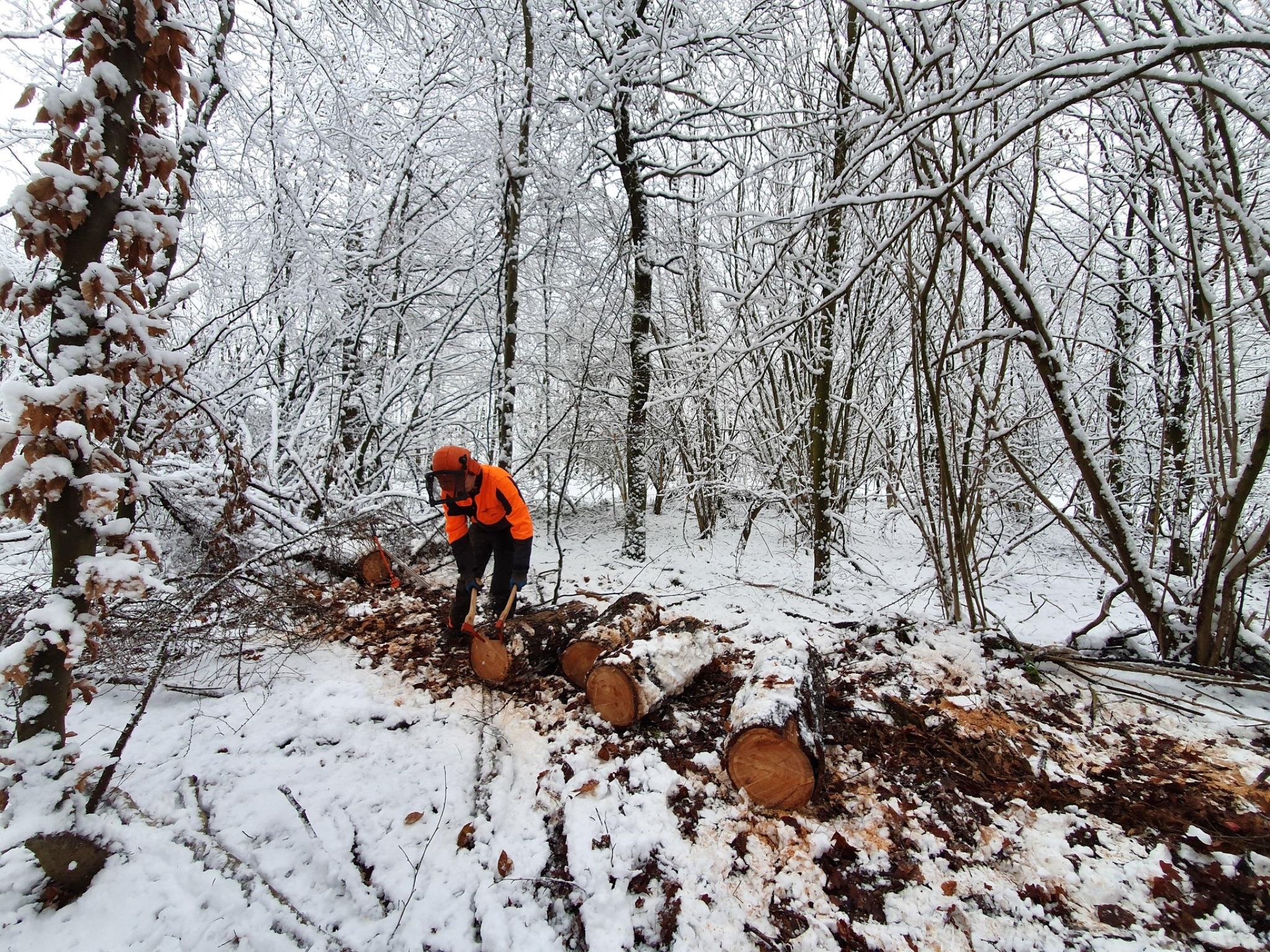 Travaux forestiers en action